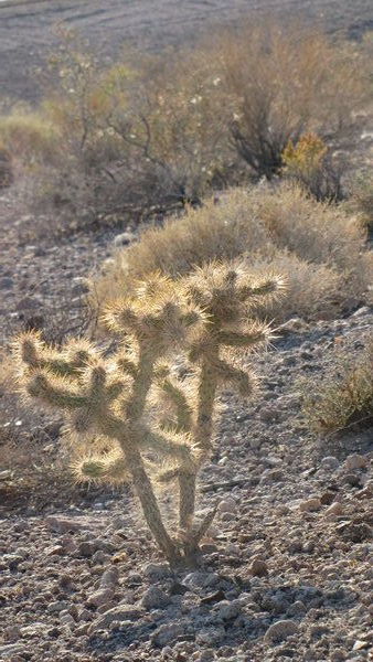 la flore du désert