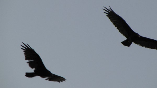 le vol des corbeaux