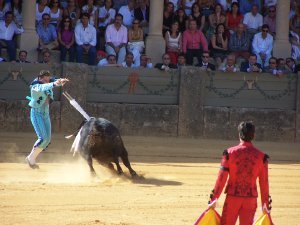 bull fight 2