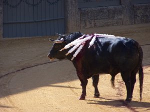 bull fight 3