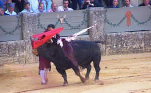 bull fight 4