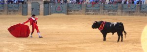 bull fight 14