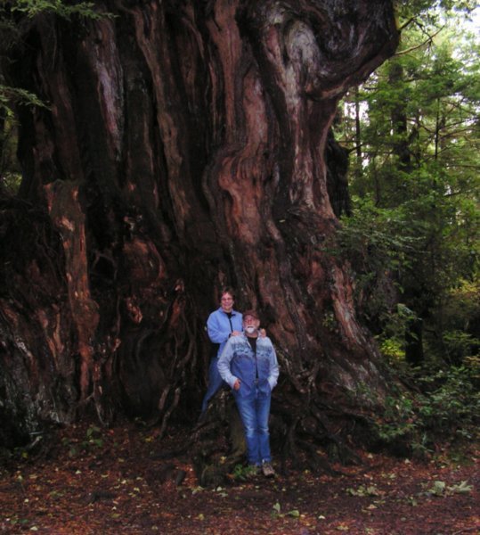 largest cedar tree