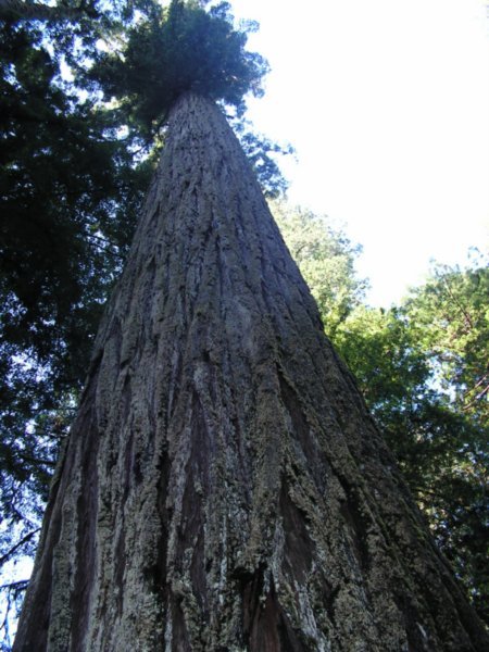 Another Redwood