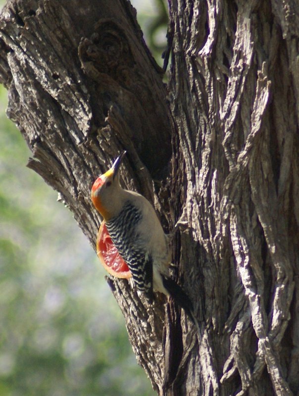 Gold Fronted Woodpecker