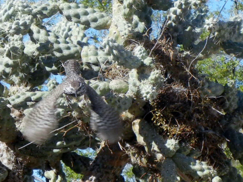 cactus wren taking off