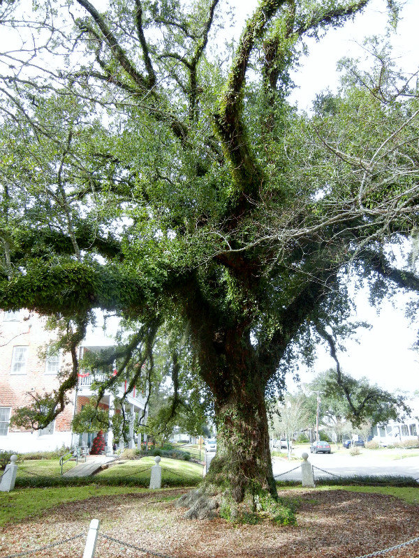Evangeline Tree
