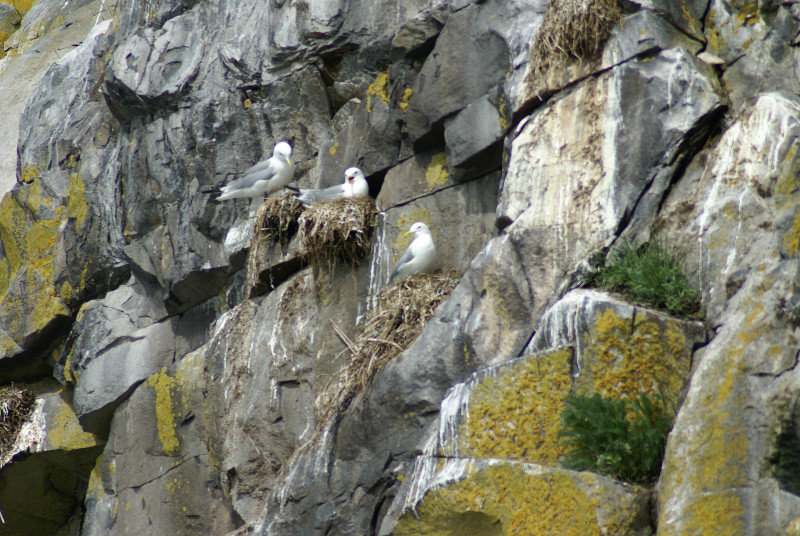 cliff side nests