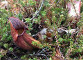 Pitcher Plant in a bog area
