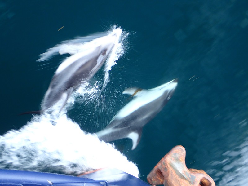 Pacific white sided dolphins