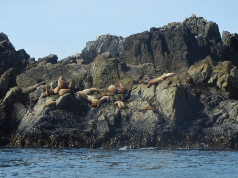 more sea lions