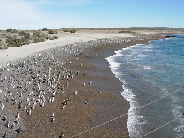 Penguins!!