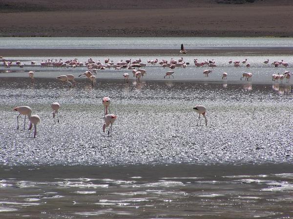 Flamingos in sunlight
