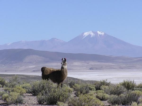 Llama and mountains