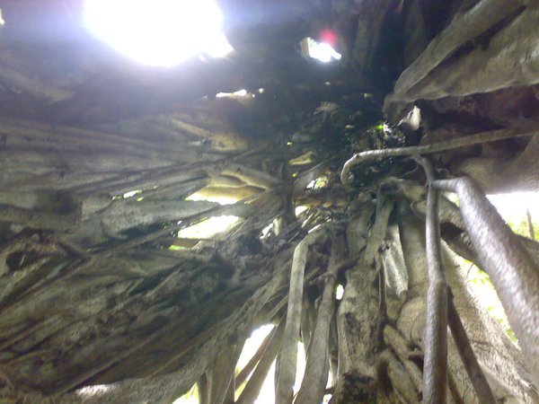 Inside the roots of a tree!