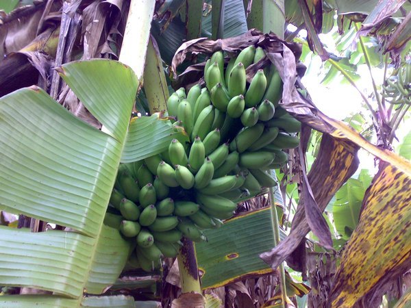 Banana's in the plantation