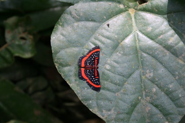 A rainforest butterfly