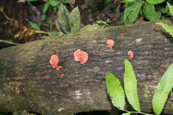 Amazon edible fungus