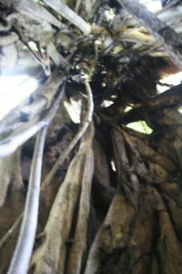 Inside the roots of a tree