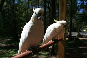 The cockatoos