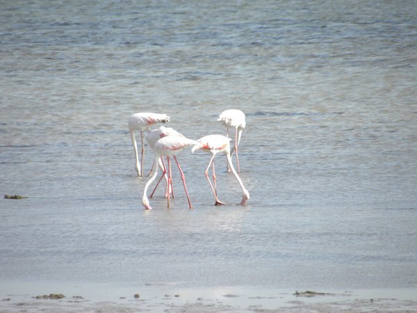 Flamingo's feeding on the eastern shores of Southern Bahrain