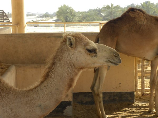 Camel Farm 