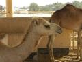 Camel Farm 