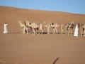 Omani Camel Train