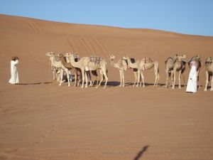 Omani Camel Train