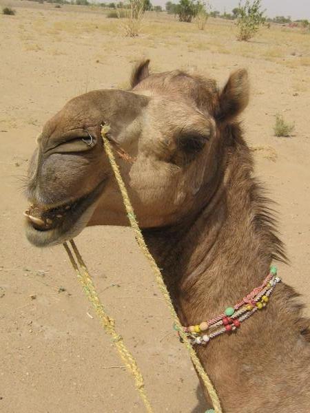 Happy camel!