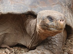 Galapagos Turtle