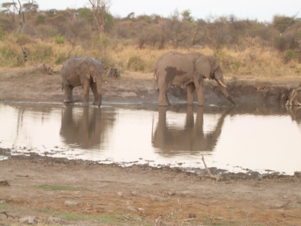 Elephants by the water hole