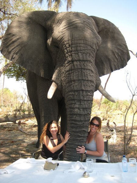 Elephant Experience