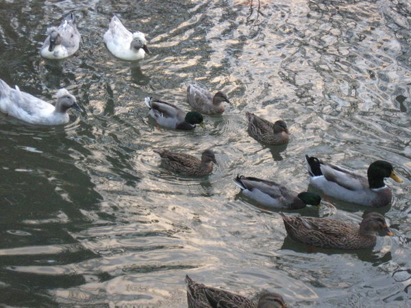 Our Ducks