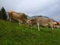Cows in Breil
