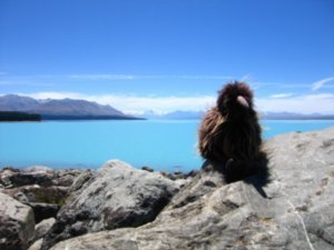 A Kiwi losing his fur, Lake Tekapo