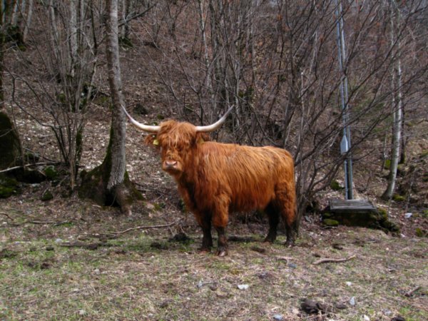 A ginger cow
