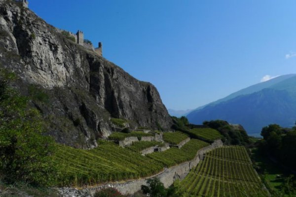 Vineyards below Sion Castle