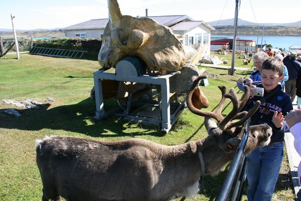 Reindeer at Whaling Museum