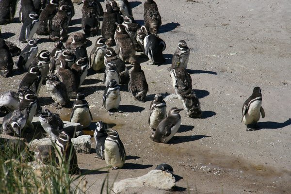 Penguins at Gypsy Cove