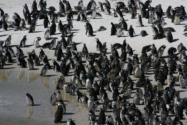 Penguins at Gypsy Cove