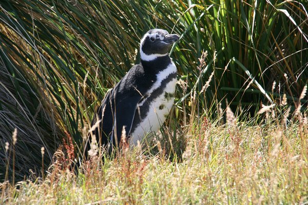 Penguin at Gypsy Cove