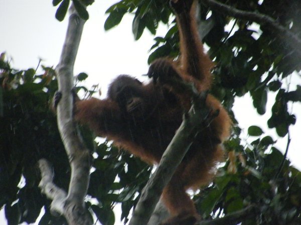 Orang Utan