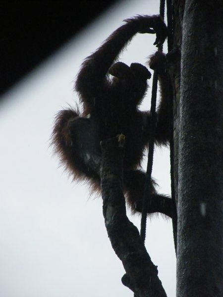 Orang Utan