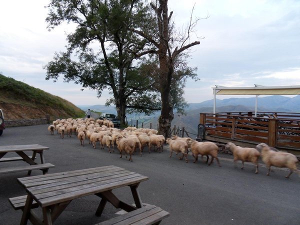 Sheep herding at Orisson