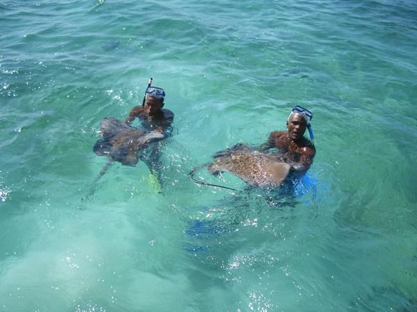 Snorkelling with Stingrays