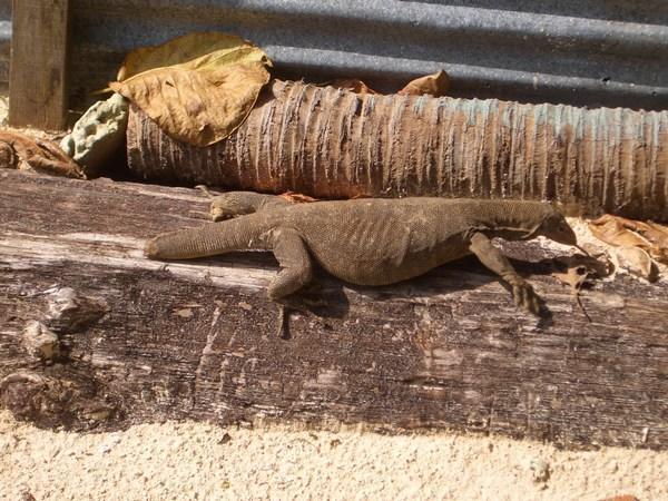 Broken-tailed monitor lizard