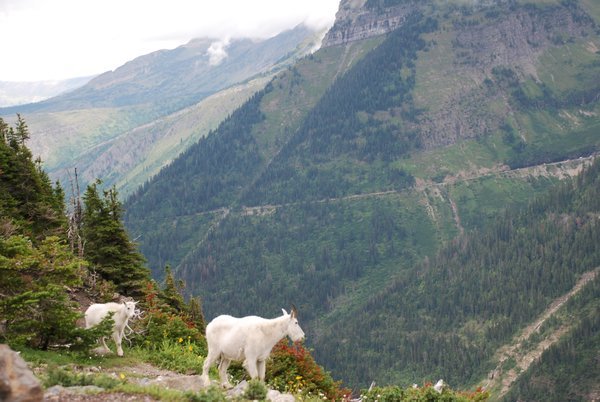 Goats in Glacier NP