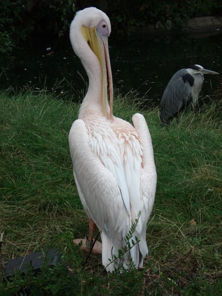A Pink Pelican