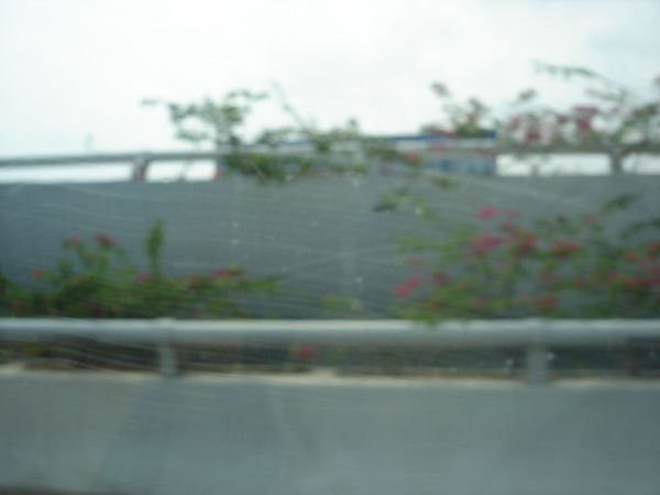 Bougainvillea planters on highway